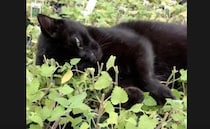 こりゃたまらんニャ。西洋またたびの畑で日光浴する猫