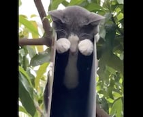なぜそこで！？ 変な場所でお昼寝する猫