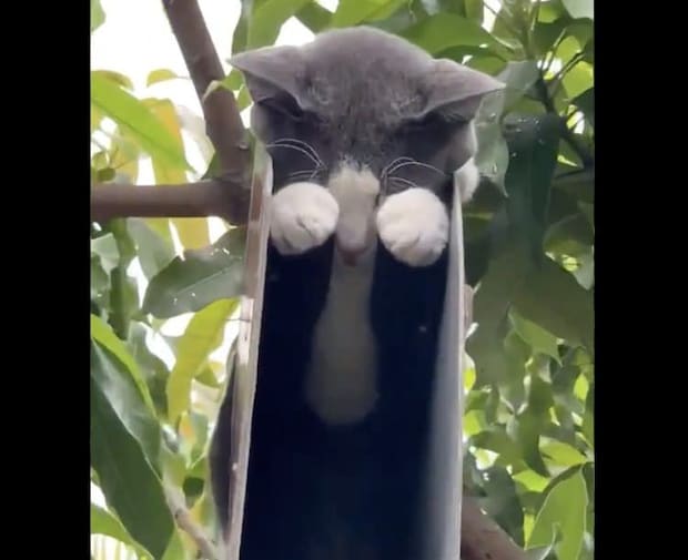 なぜそこで!? 変な場所でお昼寝する猫