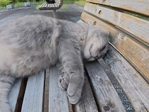 ベンチで思いっきり伸びる猫さんたち、夕方のゴロゴロが気持ちよさそう
