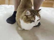 お父さんの足元をどこまでもついていく猫さん、忠猫っぷりが可愛い