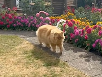 お花咲くお庭を優雅にお散歩する猫さんたち、日向ぼっこにうっとり