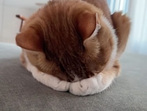 「まぶしいニャ…」前足で顔を隠して眠る猫さんが可愛すぎる
