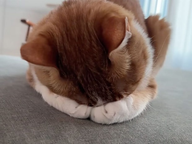 「まぶしいニャ…」前足で顔を隠して眠る猫さんが可愛すぎる