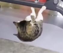 ふんっ！ふんっ！ 本気で腹筋を鍛えている猫さん
