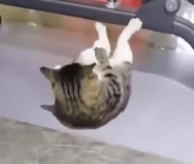 ふんっ！ふんっ！ 本気で腹筋を鍛えている猫さん
