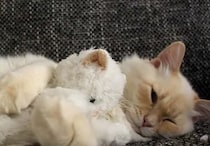 「この子と寝るニャ」テディベアをギュッと抱きしめて眠る猫