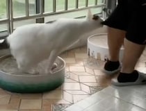 猫「私だけ見ててよ！」嫉妬のあまり、ガブッ！