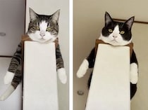 そこで寝るの流行ってるの？ 手すりでペタンとモノレールポーズ