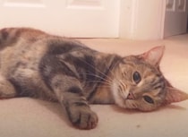 「え〜めんどうだなぁ」寝たまま移動するダラダラ猫ちゃん。
