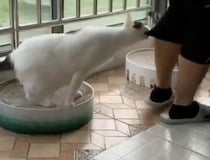 猫「私だけ見ててよ！」嫉妬のあまり、ガブッ！