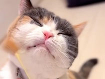 猫じゃらしのふわふわに翻弄される猫さん、クシャッとした表情が可愛すぎる