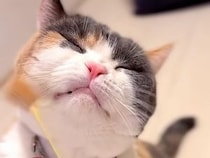 猫じゃらしのふわふわに翻弄される猫さん、クシャッとした表情が可愛すぎる