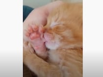 肉球をチュウチュウ… 可愛すぎる子猫の寝顔