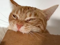 「いつもはもっと…」ダンボールをカミカミし続ける猫さん、思い通りにいかず悔しそう