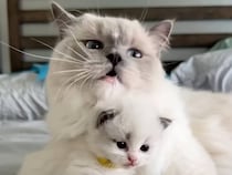 1歳のお姉ちゃん猫さん、妹たちをママみたいにお世話する姿が頼もしい