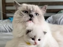 1歳のお姉ちゃん猫さん、妹たちをママみたいにお世話する姿が頼もしい