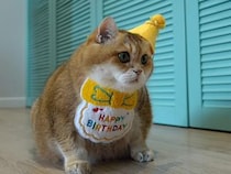 ケーキにバルーンにビデオ通話！ 12歳のお祝いを満喫するまんまる猫さん
