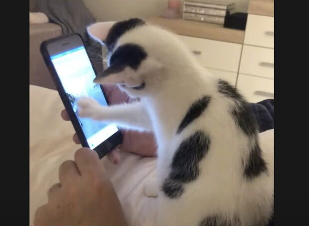 なんか面白い動画にゃいの？ スマホチェックする子猫。