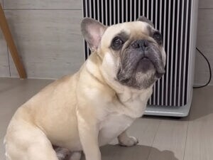 「取ってきて…」と上目遣い♡ アヒルを待ち続けるフレンチブルが可愛すぎる