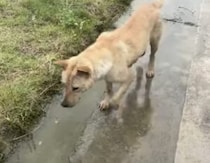 捕獲率100%!! 器用すぎる魚捕りの名人(犬)