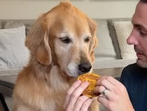 ゴールデンレトリバーが挑戦！ 犬用パンプキンパンケーキで「味覚・噛む力・キャッチ力」を採点