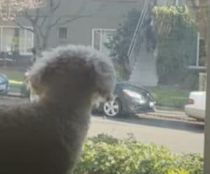 犬「またアイツが来た！」郵便配達員に敵意むき出し。