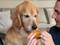 ゴールデンレトリバーが挑戦！ 犬用パンプキンパンケーキで「味覚・噛む力・キャッチ力」を採点