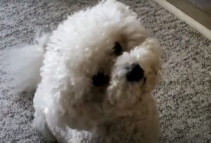 むむ？なんの音？口笛に反応して、首をかしげるビション・フリーゼ