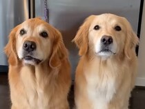 「私たちも行く！」旅行準備を全力で邪魔するゴールデンさんたちの賢すぎる行動