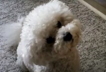 むむ？なんの音？口笛に反応して、首をかしげるビション・フリーゼ