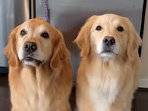 「私たちも行く！」旅行準備を全力で邪魔するゴールデンさんたちの賢すぎる行動