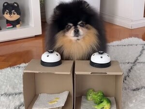 ミステリーボックスに挑戦！ 選んだものに“本音が顔に出ちゃう”犬さん