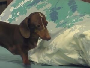 空気を含んで枕をふわふわに！「やっぱり寝床って大事でしょ！」