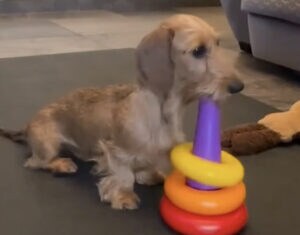 「こんなの簡単だよー！」輪投げの遊び方を理解している賢い犬さん。