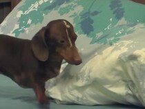 空気を含んで枕をふわふわに！「やっぱり寝床って大事でしょ！」