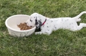 怠け者？ いいえ！ 賢いゴハンの食べ方を思いついた子犬さんです(笑)