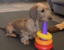 「こんなの簡単だよー！」輪投げの遊び方を理解している賢い犬さん。