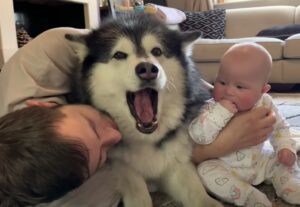 赤ちゃんもいいけど、僕も可愛がって！嫉妬するマラミュートが可愛い。