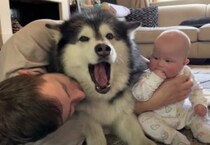 赤ちゃんもいいけど、僕も可愛がって！嫉妬するマラミュートが可愛い。