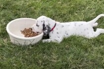 怠け者？ いいえ！ 賢いゴハンの食べ方を思いついた子犬さんです(笑)