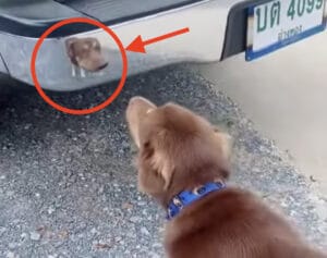 この中に誰かいる!! バンパーに映る自分が気になって仕方がない犬さん。