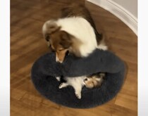 「タコスにしてやろうか…」ベッドを盗られた先輩犬、怒って子犬を包んじゃった(笑)