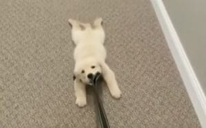 散歩よりも寝ていたい！全力で拒否するワンコ。