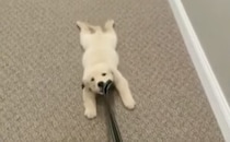 散歩よりも寝ていたい！全力で拒否するワンコ。