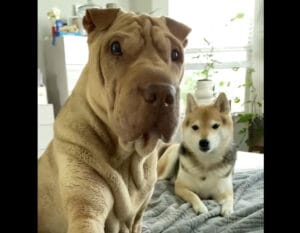 「そんなもの買っちゃダメ！」通販サイトを見ていると愛犬が制止してきた。