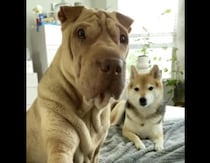 「そんなもの買っちゃダメ！」通販サイトを見ていると愛犬が制止してきた。