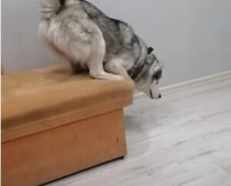 高すぎて無理〜！！怖くてソファから降りられないハスキー