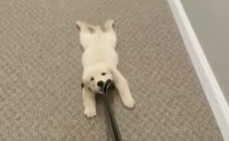 散歩よりも寝ていたい！全力で拒否するワンコ。