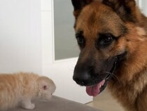 ふわふわ枕みつけた！子猫がシェパードに甘える瞬間が可愛い！